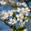 Essência Floral de Ameixa Cereja