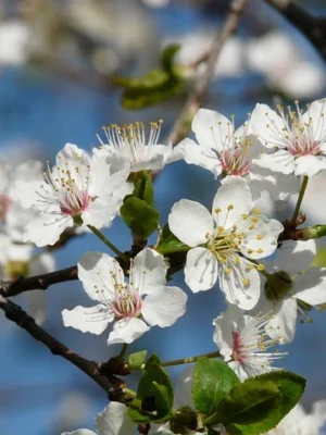 Essência Floral de Ameixa Cereja