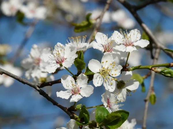 ameixa cereja Essência Floral de Ameixa Cereja