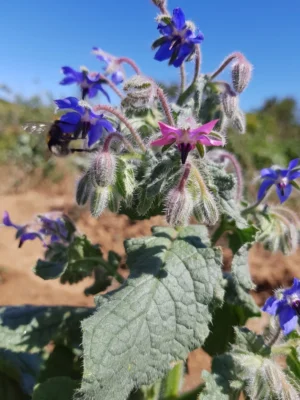 Essência Floral de Borragem
