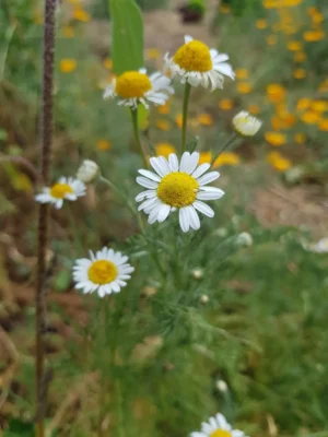 Essência Floral de Camomila