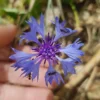 Essência Floral de Chicória