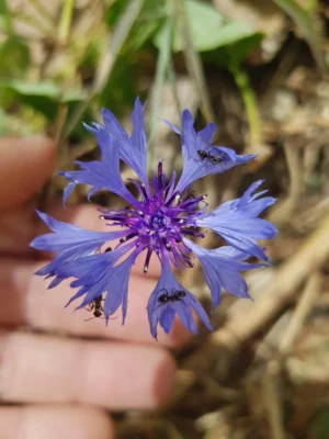 Essência Floral de Chicória