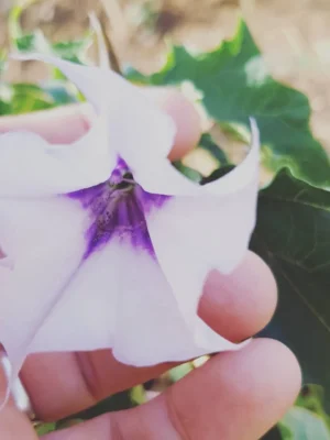 Essência Floral de Datura