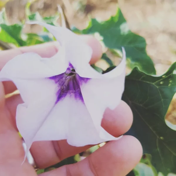 datura Essência Floral de Datura