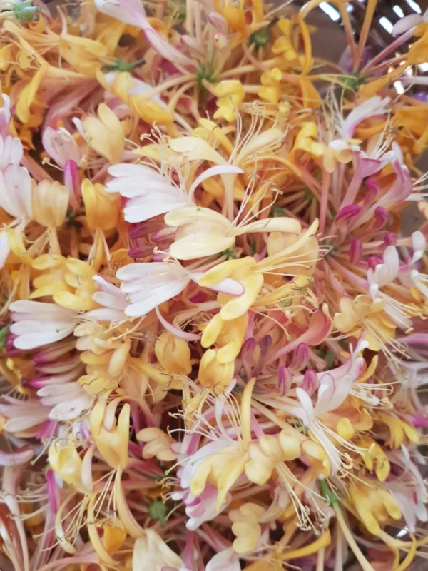 honeysuckle 2.jpg Essência Floral de Madressilva