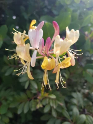 Essência Floral de Madressilva