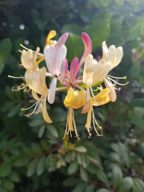 honeysuckle.jpg Essência Floral de Madressilva
