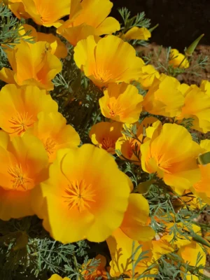 Essência Floral de Papoula da Califórnia