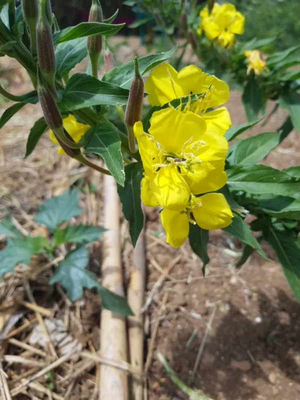 prímula Essência Floral de Prímula